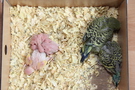 130719 --- R18, R19, R21, R24, R26, R27 och R28